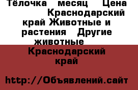 Тёлочка 1 месяц  › Цена ­ 12 000 - Краснодарский край Животные и растения » Другие животные   . Краснодарский край